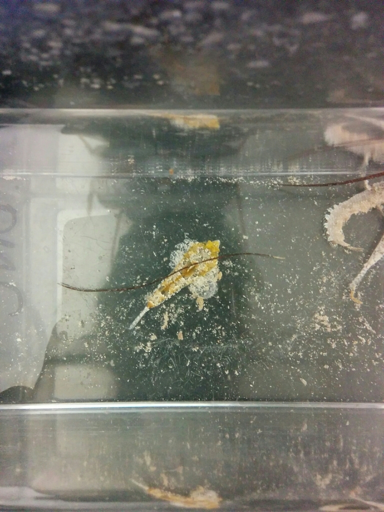 Spaanse pijl-pitvis (Diplogrammus pauciradiatus) — Callionymidae