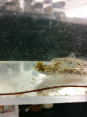 Chalinops pauciradiatus