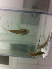 Chalinops pauciradiatus