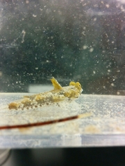 Chalinops pauciradiatus