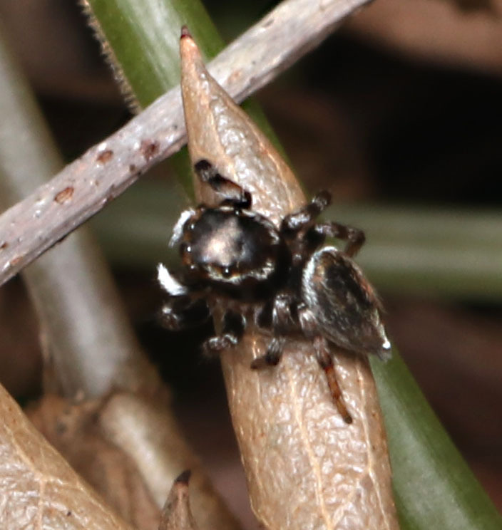 White Garland House Hopper in October 2023 by juliegraham173 · iNaturalist