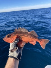 Mexican Rockfish photo 1