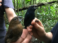 Cyanoloxia cyanoides