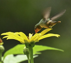 Lophornis delattrei image
