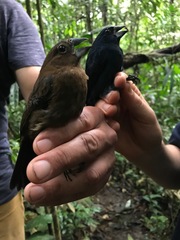 Cyanoloxia cyanoides