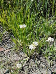 Allium haematochiton