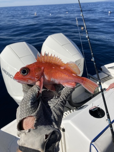 Pinkrose rockfish (Sebastes simulator) — Sebastidae — 5