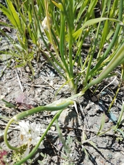 Allium haematochiton