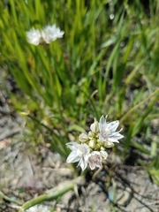 Allium haematochiton