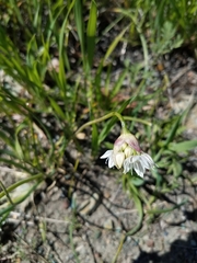 Allium haematochiton