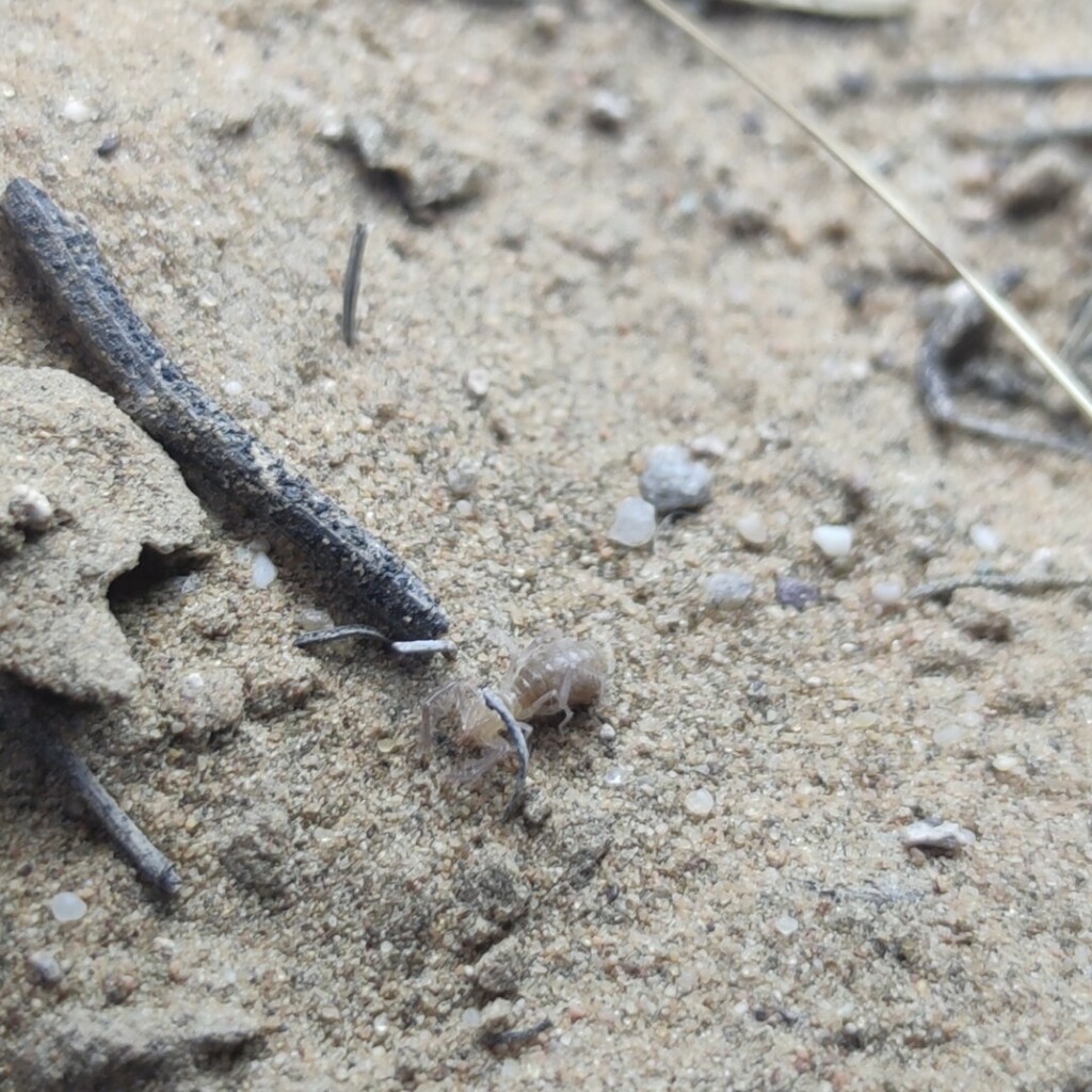 Karschia latuis