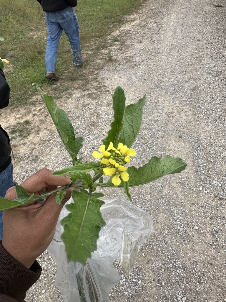 annual bastard cabbage from Stephenville, TX, US on November 21, 2023
