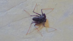 Paraphrynus mexicanus