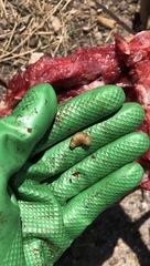 Cephenemyia
