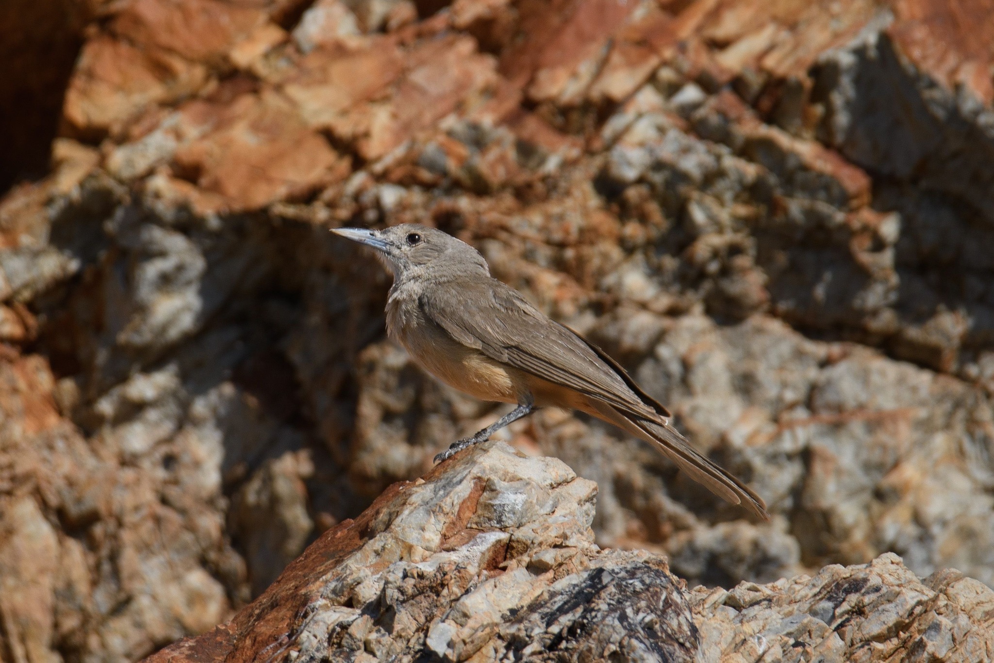 Sandstone Shrikethrush (Colluricincla woodwardi), photo 1
