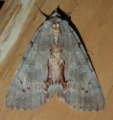 Catocala grynea