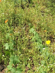 Papaver californicum