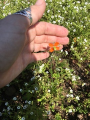Papaver californicum