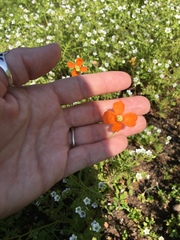 Papaver californicum
