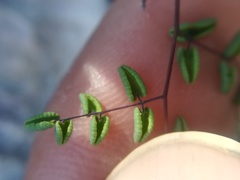 Argyrochosma microphylla