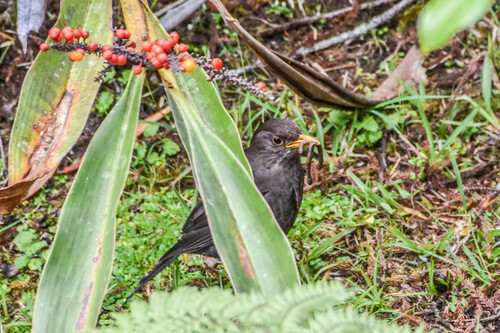 Papuan Island Thrush (Turdus papuensis), photo 5