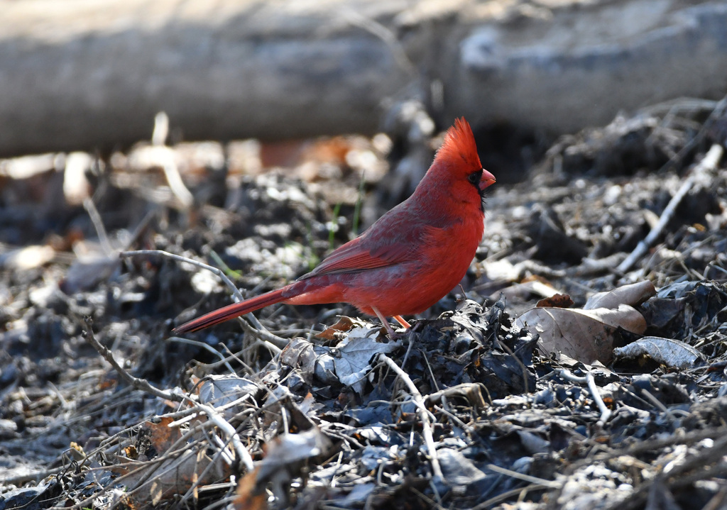 February Cardinal Northern Cardinal from Montgomery County, MD, USA on February 21, 2023 ...