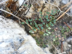 Argyrochosma microphylla