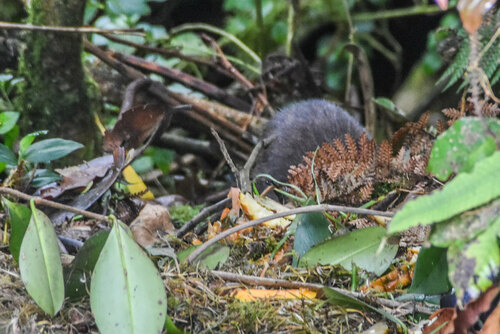 Raffray's Bandicoot (Peroryctes raffrayanus) — Data Deficient Mammalia
