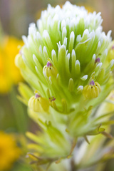 Castilleja ambigua
