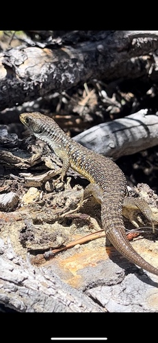 iNaturalist observation photo of Northern Alligator Lizard