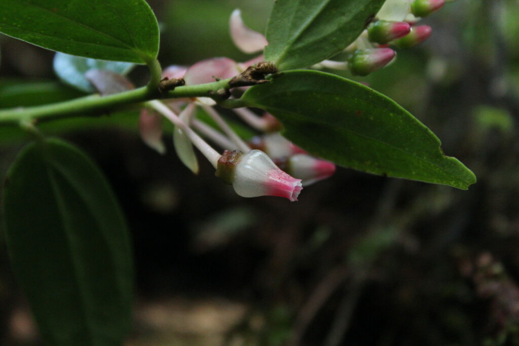 Cavendishia laurifolia