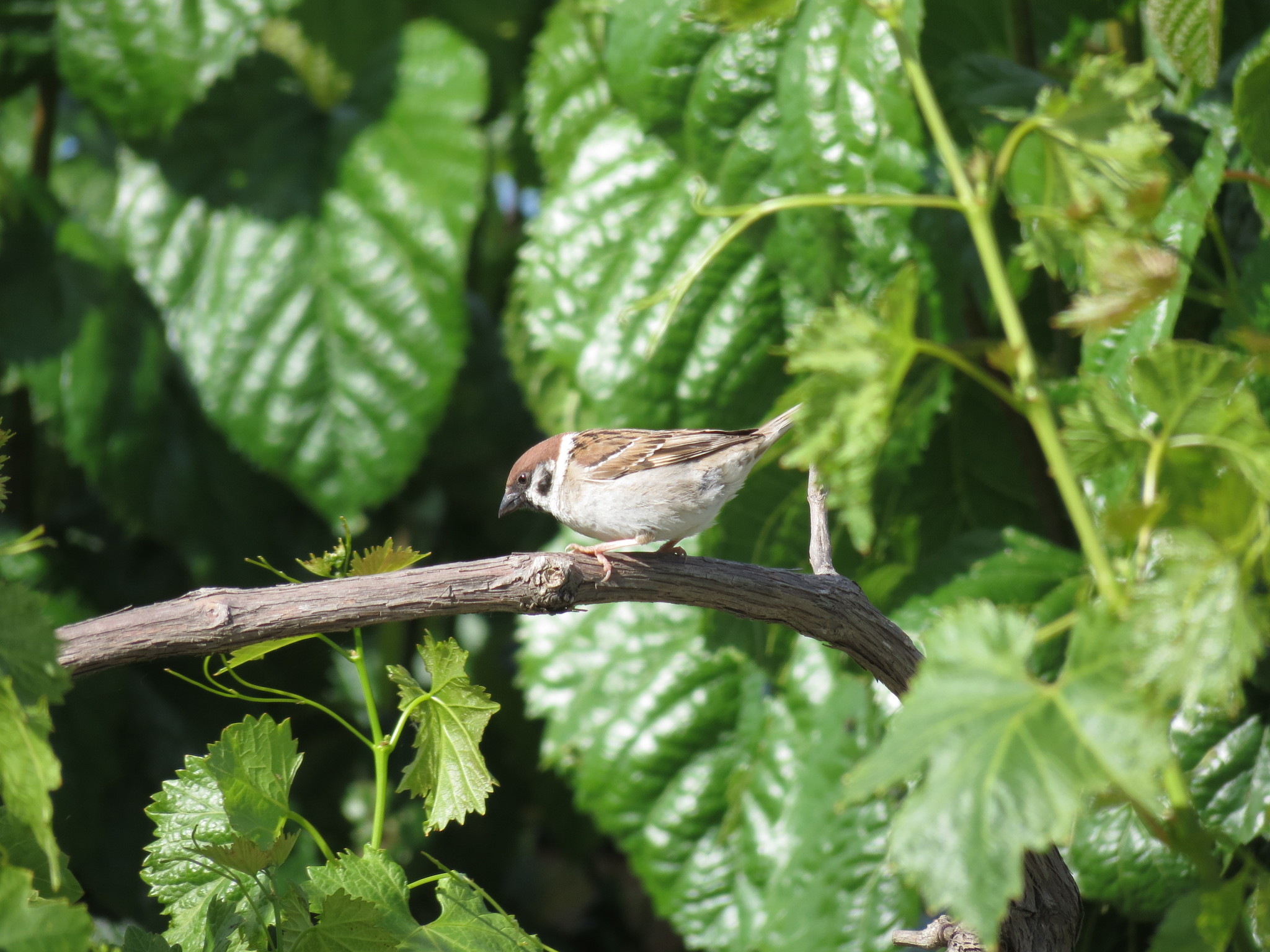 Eurasian Tree Sparrow