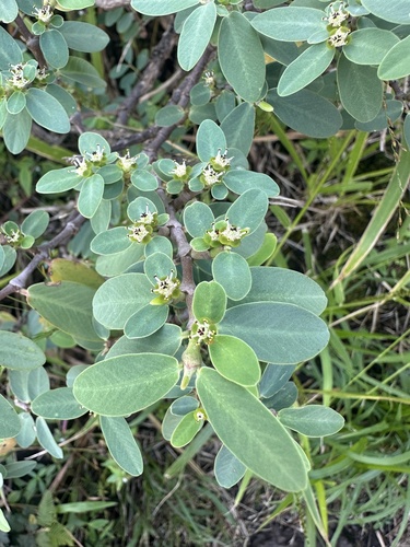 Euphorbia celastroides observed 2023-11-19