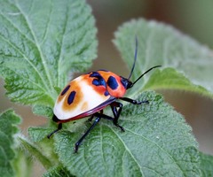 Poecilocoris latus