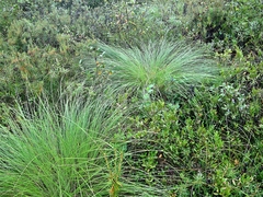 Carex schmidtii