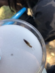 Euborellia annulipes