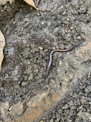 Plethodon serratus