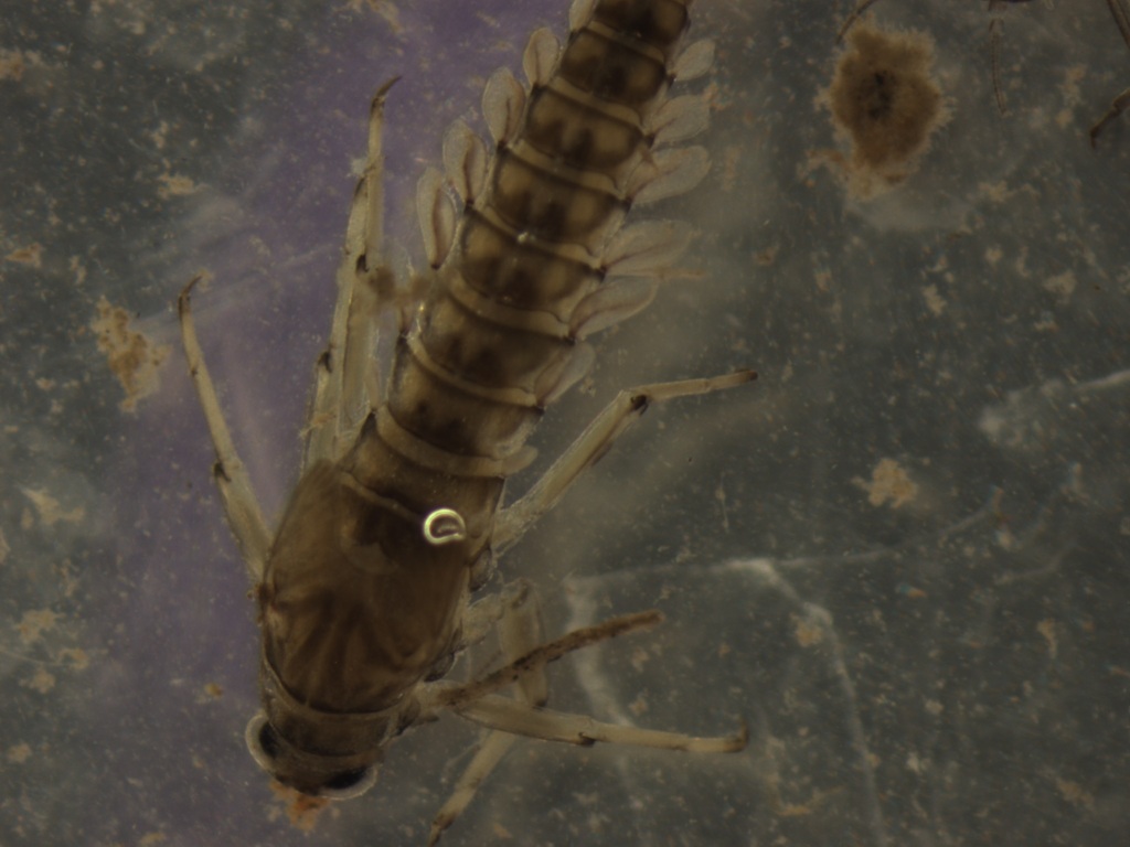 Baetis notos