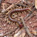 Phillip Island Centipede - Photo (c) mscott, some rights reserved (CC BY-NC)