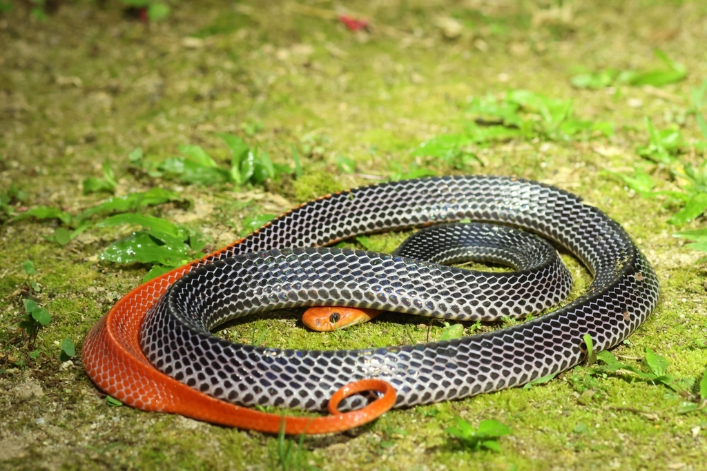 Red-headed Krait from Bukit Fraser, 49000 Bukit Fraser, Pahang ...