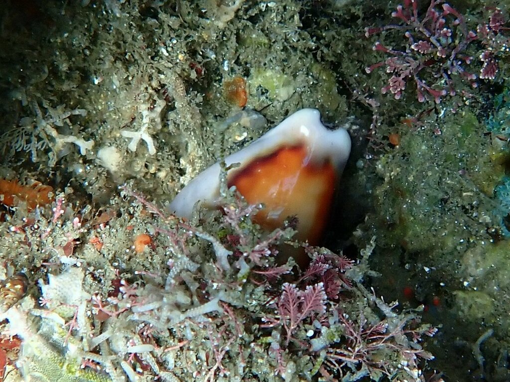 Chestnut Cowry from 2600 Bayside Ln, San Diego, CA 92109 on October 4 ...