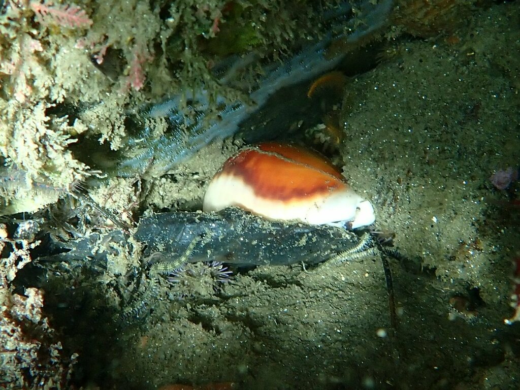 Chestnut Cowry from 2600 Bayside Ln, San Diego, CA 92109 on October 4 ...
