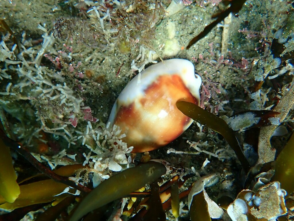 Chestnut Cowry from 2600 Bayside Ln, San Diego, CA 92109 on October 4 ...