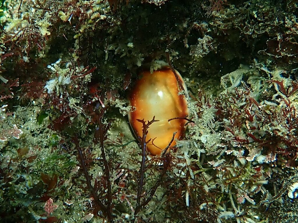Chestnut Cowry from 2600 Bayside Ln, San Diego, CA 92109 on October 4 ...