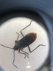 Jadera haematoloma