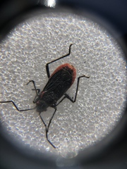 Jadera haematoloma