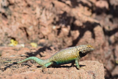 Sceloporus hunsakeri