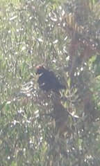 Turdus merula mauritanicus