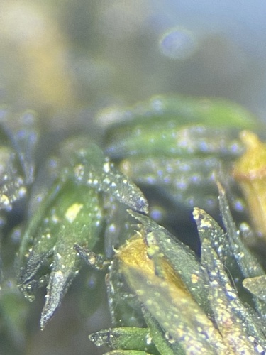 Orthotrichum mazimpakanum