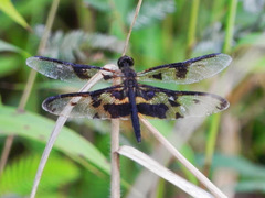 Rhyothemis phyllis